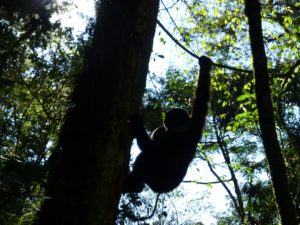 gorilla-an-baum-trekking-uganda-ugandaleaks