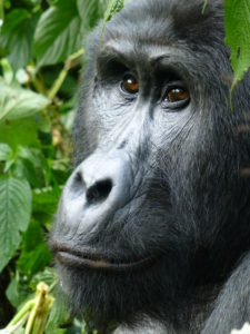 silberruecken-gorilla-trekking-uganda-ugandaleaks