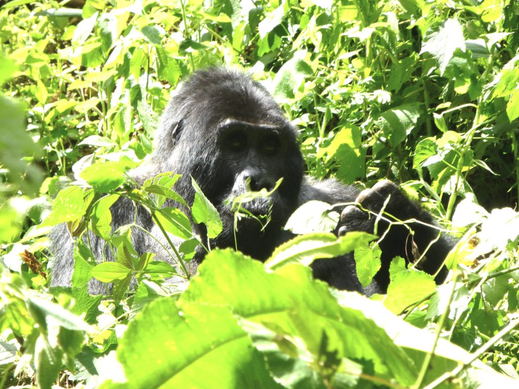 gorilla-berggorilla-silberruecken-uganda-ugandaleaks