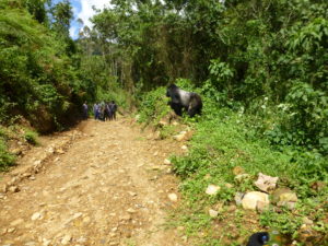 silberruecken-gorilla-trekking-weg-uganda-ugandaleaks